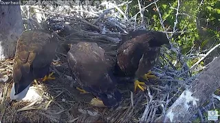 Lusa is not feeling well Window To Wildlife 2 Eaglets Cal & Lusa | Captiva (Florida) Eagle PTZ Cam