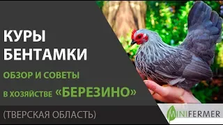 Как кормить карликовых кур бентамок ? Советы из хозяйства Березино.