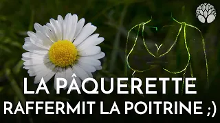 La pâquerette raffermit la poitrine (mais pas que) !