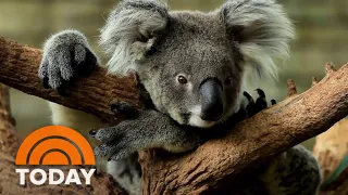 A look at how Australians are helping koalas make a comeback