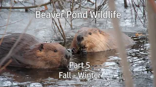 Beaver Pond Wildlife: Part 5-  Fall to Winter