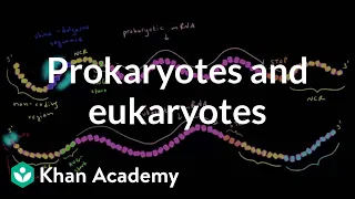 Differences in translation between prokaryotes and eukaryotes | MCAT | Khan Academy