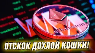 Отскок дохлой кошки? Три основных драйвера роста Bitcoin и Ethereum.