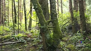 Strange sounds spark search for sasquatch in B.C. community