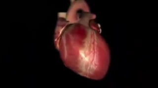 Сердце Человека Анатомия