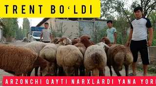 TRENT BOʻLDI ARZONCHI NARXLARDI YORDI