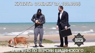 КУПИТЬ СОБАКУ ЗА 100.000$ BigDawsTV на русском по версии Шадинского