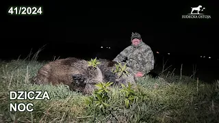 Dziczą noc - InfiRay - SUDECKA OSTOJA 41/2024 wildboar hunting in Poland