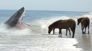 Shark Attacks on Animals that came out of Nowhere