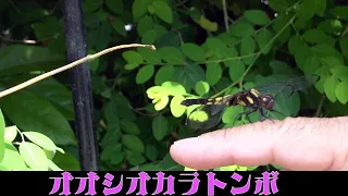 はてな？ 首を傾げるトンボ、不思議なトンボの習性、簡単に指にとまります。 #dragonfly #指乗りトンボ　What? Don't come any closer.