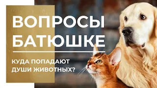 Куда попадают души животных? Можно ли молиться за кота?