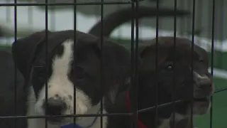 Austin Humane Society holds Puppy Bowl adoption event | FOX 7 Austin