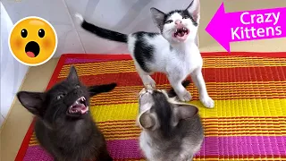 Crazy Kittens Meowing For Food | Hungry Kittens Meows And Want to Eat