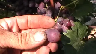 Сорт винограда "Чародей" - сезон 2019 # Grape sort "Charodej"