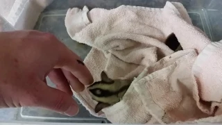 Pet Expo friendly new male sugar glider 1/13/17