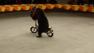 Bears on a bicycle went. Bears went on a bike. Ехали медведи на велосипеде.