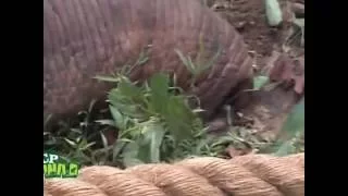 Translocating an aggressive elephant | incredible Moments Of translocating elephant | WIldlife