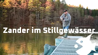 Zander angeln mit Gummifisch FPS im Stillgewässer und Angelrute Sensai II - Fishingprofi