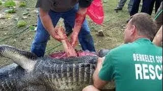 Alligator Eats Man's Arm!