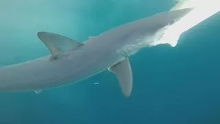 IFISH Huge Kingfish & MAKO SHARK ACTION FULL EPISODE