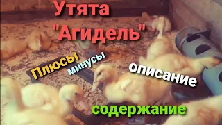 Утка Агидель. Характеристика породы. Уход.