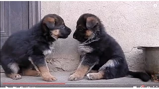 Mega funny puppies. МЕГА СМЕШНЫЕ ЩЕНКИ немецкой овчарки. Одесса.