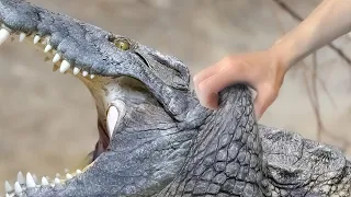 Weak Point of Crocodiles that Allows Everyone to Kill Them.