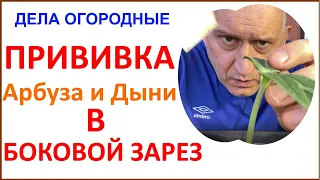 Прививка Арбуза и Дыни в боковой зарез