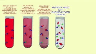 competitive immunoassay using enzyme bound antigen