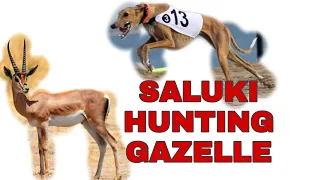 Saluki Hunting Gazelle (dog racing)