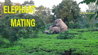 ELEPHANTS  MATING IN TEA GARDEN