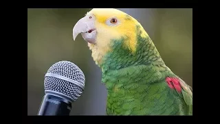 5 Papug, Które Mogą Mówić
