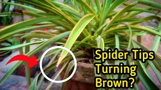 5-REASONS of Spider Plant Brown Tips!  @Pure_Greeny