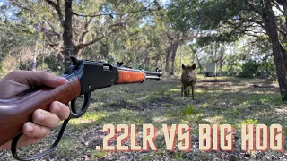 .22 Hunting BIG Invasive Wild Hogs Up Close