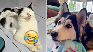 Funniest Animals 2023 🤣 - Funny Cats and Dogs 😹🐶  -Funny Animal Videos 😂#52