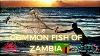 Common Fish of Zambia