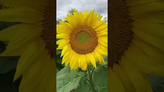 The lifecycle of a sunflower 🌻