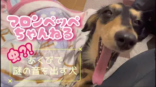 【音量上げてね】謎のあくびをくりひろげるダックスフンド【犬の動画】