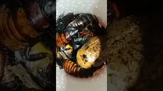 Madagascar cockroaches in a jar :)