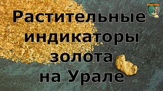 Растительные индикаторы золота на Урале. Plant indicators of gold in the Urals