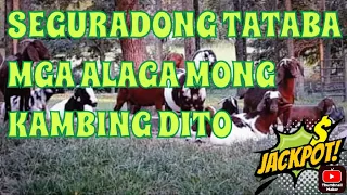 KAHIT WALANG DAMO😱SEGURADONG TATABA ANG KAMBING MO DITO | goat farming