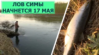 Лицензионный лов симы на Сахалине начнется 17 мая