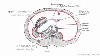 Peritoneal Cavity - Part 3 - Anatomy Tutorial