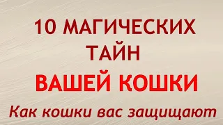 10 магических тайн, которые хранит ваша кошка. Народные приметы.