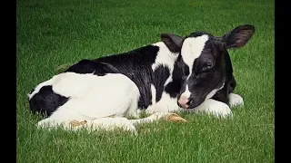 Veterinarian Performs C-Section on Pregnant Holstein Cow Giving Birth