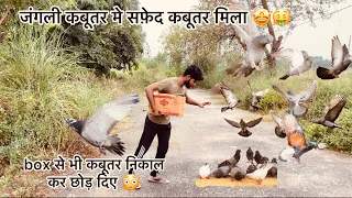 खेतो से पकडा पालतू सफेद कबूतर !! Try To Catch White Pigeon 🕊on Road