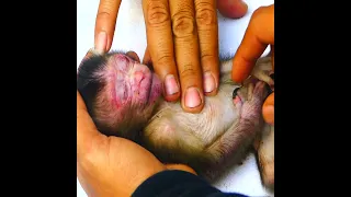 Third time falling down  poor newborn Monkey baby passed away