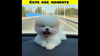 Cute dog moments | Part-24| funny dog videos in Bengali| #shorts #shortvideo #funny