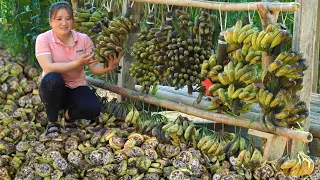 Harvest a lot of forest banana seeds, Dry it to make medicine, Every day a new job