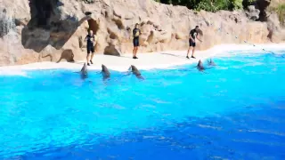 LORO PARQUE шоу дельфинов 2014 год.Тенерифе, Канарские острова.